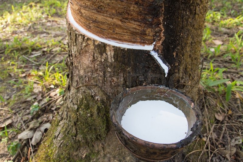 rubber-tree